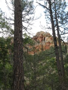 Red rock cliffs through the pines in Cave Creek Canyon in the Chiricahua Mountains.